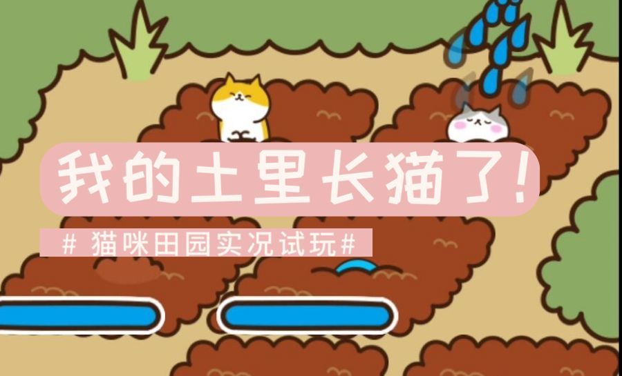 猫咪田园