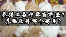 猫咪公寓